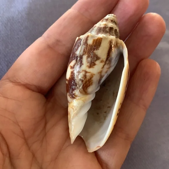 Bat Volute shell - Picture 6 of 7